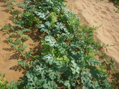 الشكل (8) تجعد أوراق البطيخ وتقزمها ووقف نمو النبات نتيجة الإصابة بالأمراض الفيروسية