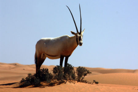arabian_oryx