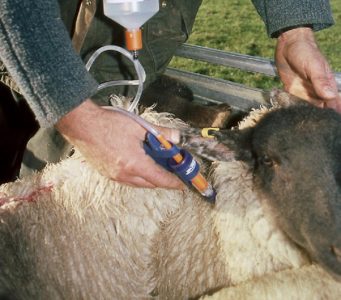 FarmSpeak_Image_-_sheep_vaccination_tcm80-69397