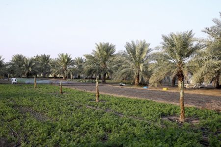AI DHAID, UAE. November 24, 2014 - There are more than 500 date palms at Modern Organic Farm in Al Dhaid, November 24, 2014. (Photos by: Sarah Dea/The National, Story by: Mitya Underwood, Weekend)