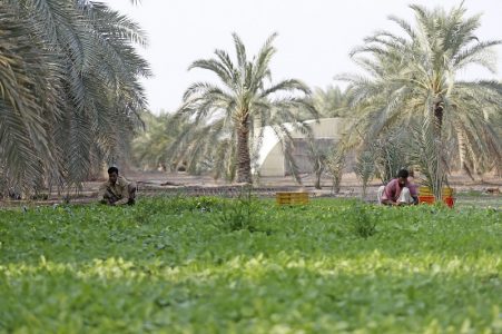 AI DHAID, UAE. November 24, 2014 - Workers tend to green fields of crops at Modern Organic Farm in Al Dhaid, November 24, 2014. (Photos by: Sarah Dea/The National, Story by: Mitya Underwood, Weekend)