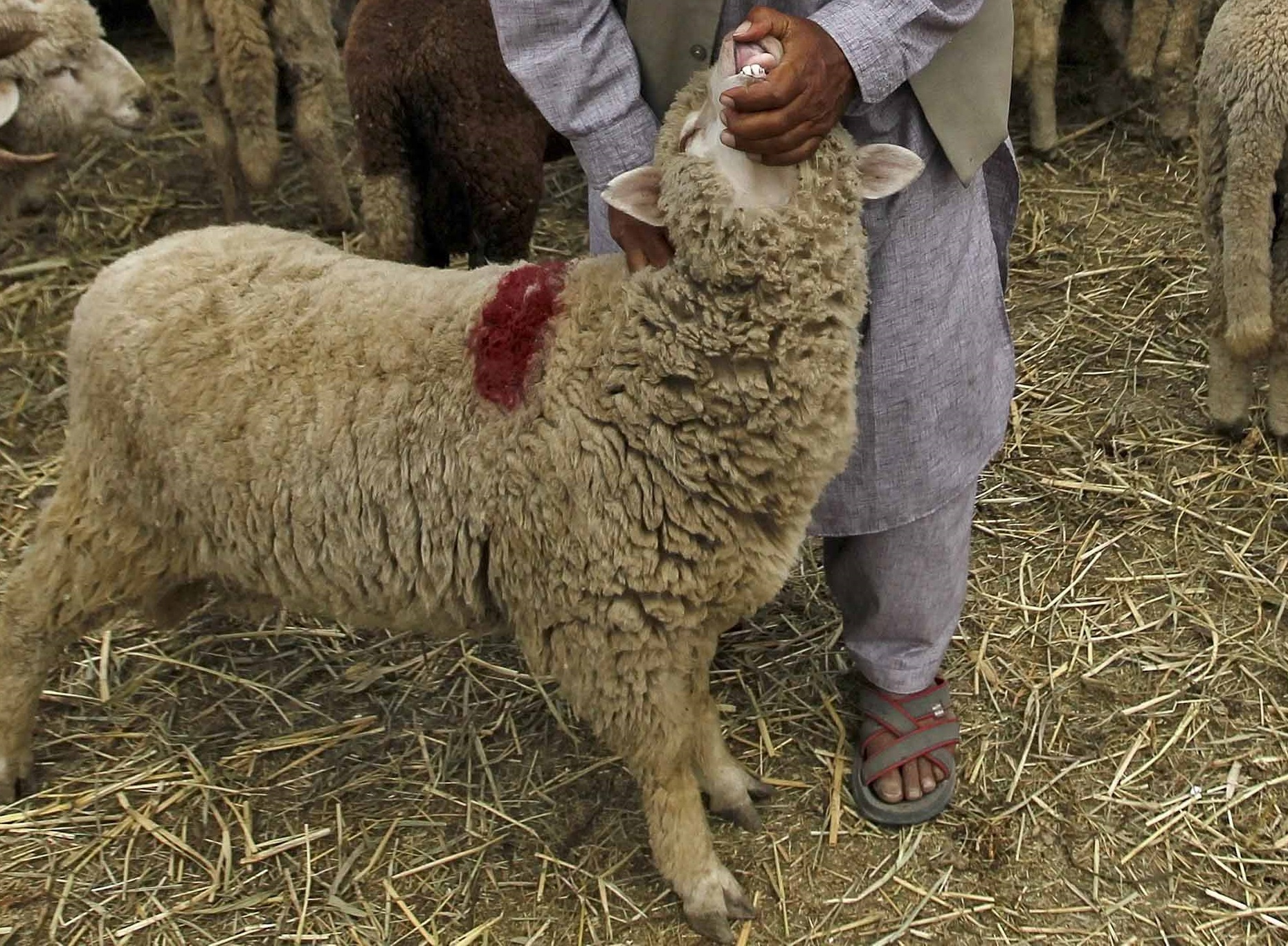 A Kashmiri Muslim man checks the teeth of a sheep to determine its age at a livestock market ahead of the Eid al-Adha festival in Srinagar September 21, 2015. Muslims across the world are preparing to celebrate the annual festival of Eid al-Adha or the Feast of the Sacrifice, which marks the end of the annual hajj pilgrimage, by slaughtering goats, sheep, cows and camels in commemoration of the Prophet Abraham's readiness to sacrifice his son to show obedience to Allah. Eid al-Adha in Kashmir falls on September 25. REUTERS/Danish Ismail
